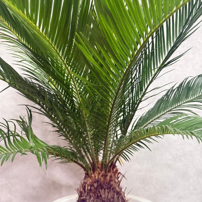 直接取引！　ソテツ 観葉植物 １０号鉢 現品 観葉植物 ソテツ 蘇鉄 10号鉢苗 大型種類 庭木 風水 地植え