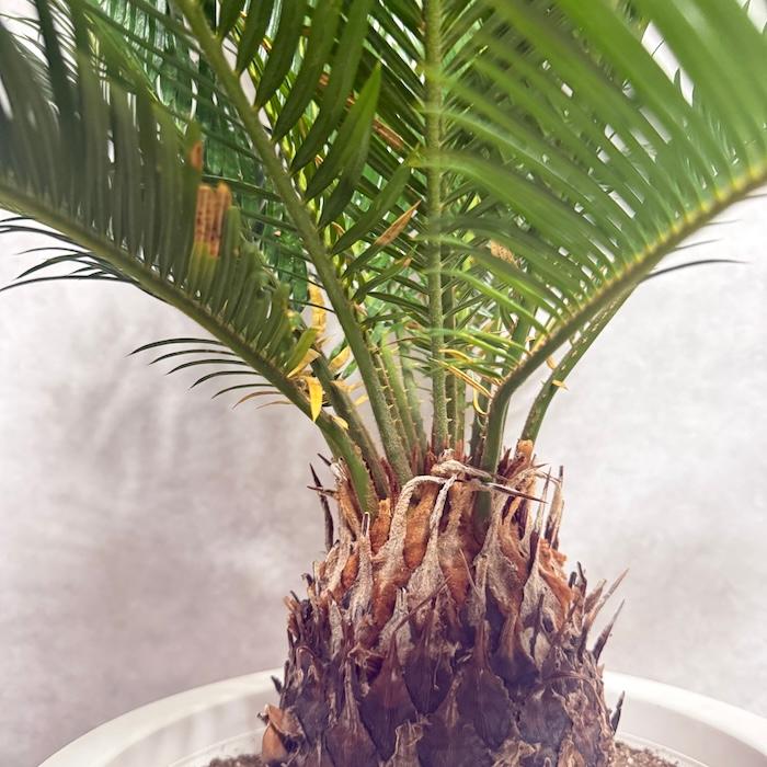 現品 観葉植物 ソテツ 蘇鉄 10号鉢苗 大型種類 庭木 風水 地植え