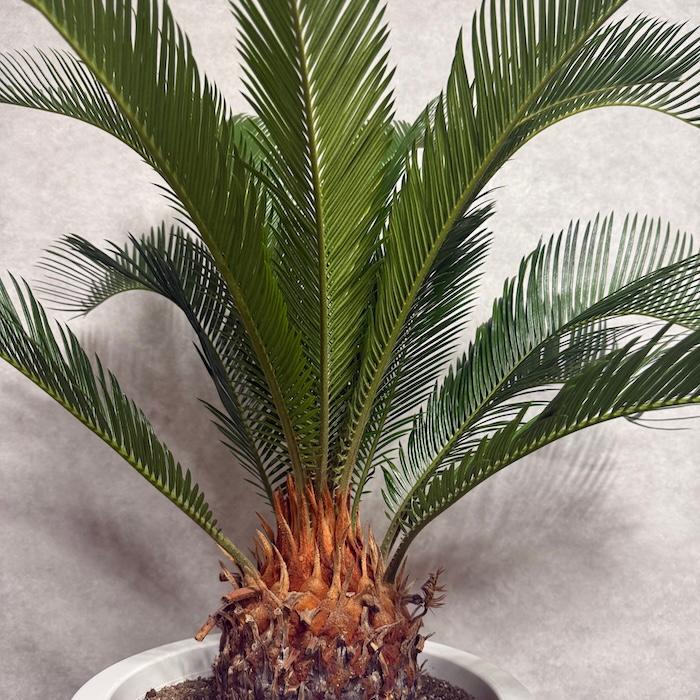 現品 観葉植物 ソテツ 蘇鉄 10号鉢苗 大型種類 庭木 風水 地植え
