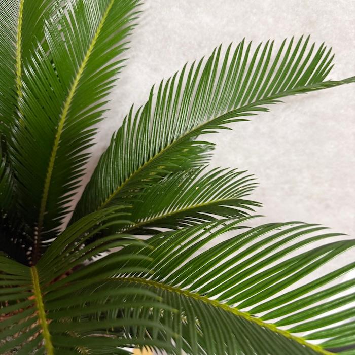 現品 観葉植物 ソテツ 蘇鉄 10号鉢苗 大型種類 庭木 風水 地植え