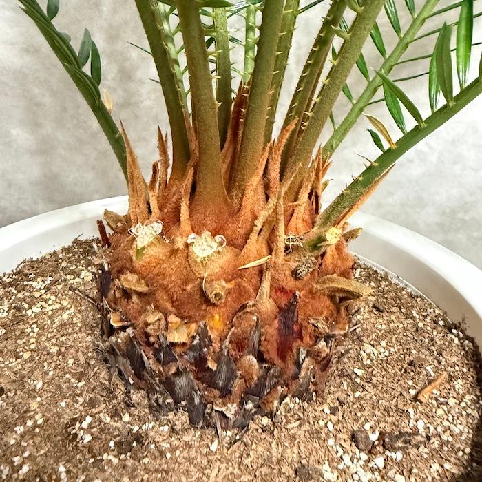 ソテツ(蘇鉄) ソテツ そてつ 蘇鉄 庭木 インテリア 植木