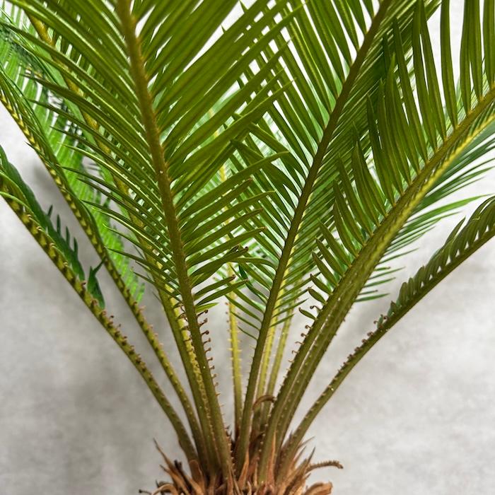 現品 観葉植物 ソテツ 蘇鉄 10号鉢苗 大型種類 庭木 風水 地植え