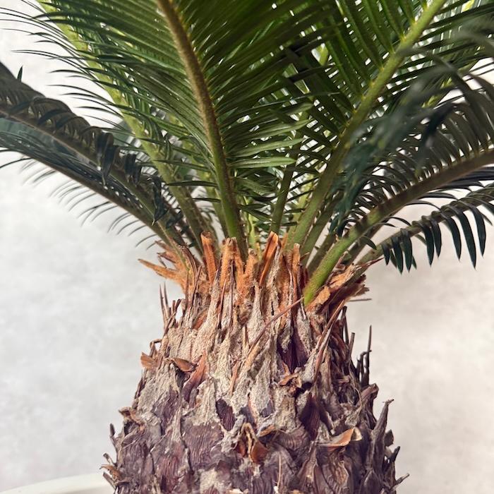 現品 観葉植物 ソテツ 蘇鉄 10号鉢苗 大型種類 庭木 風水 地植え