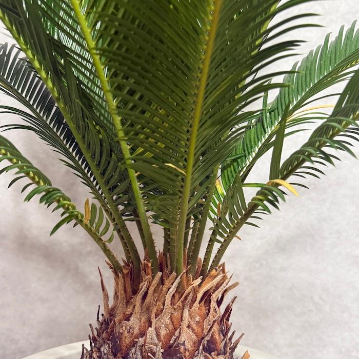 現品 観葉植物 ソテツ 蘇鉄 10号鉢苗 大型種類 庭木 風水 地植え