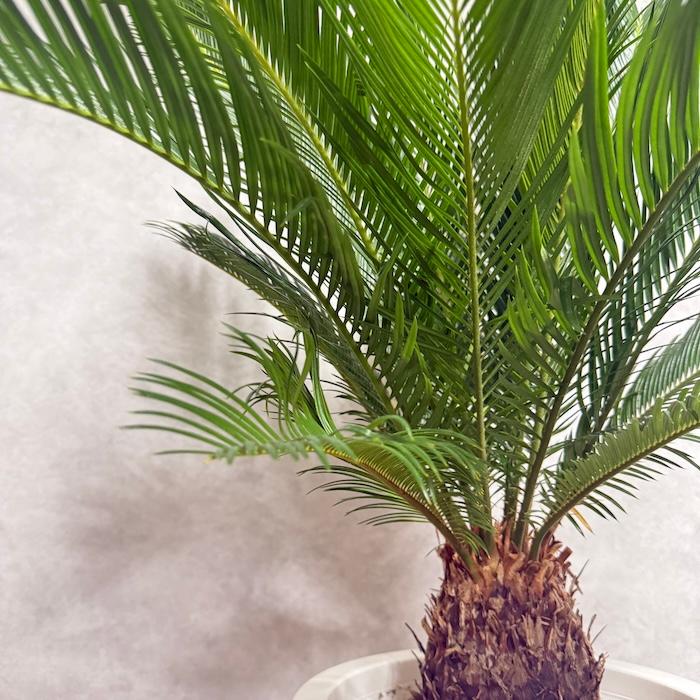 現品 観葉植物 ソテツ 蘇鉄 10号鉢苗 大型種類 庭木 風水 地植え