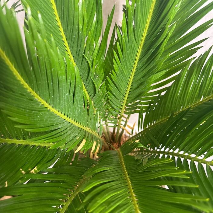 現品 観葉植物 ソテツ 蘇鉄 10号鉢苗 大型種類 庭木 風水 地植え