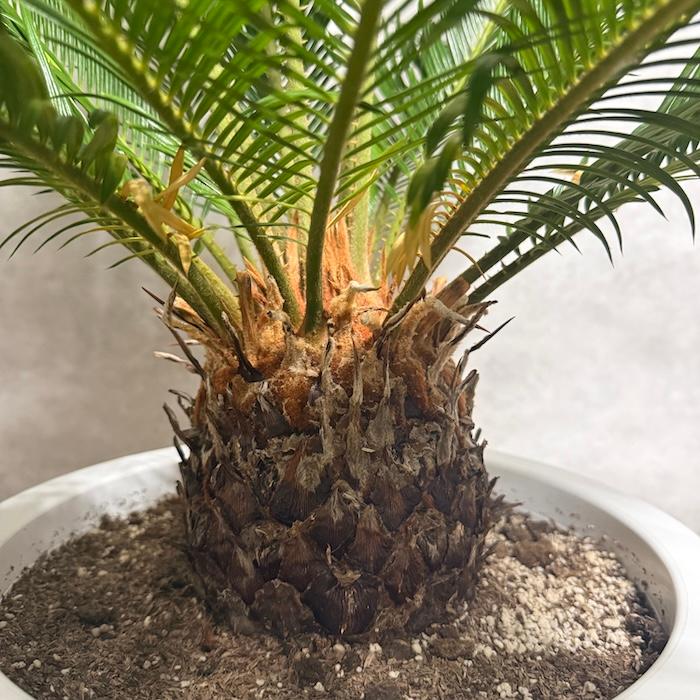 現品 観葉植物 ソテツ 蘇鉄 10号鉢苗 大型種類 庭木 風水 地植え