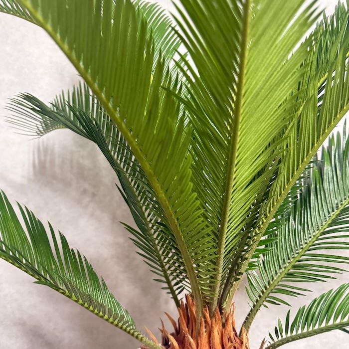 現品 観葉植物 ソテツ 蘇鉄 10号鉢苗 大型種類 庭木 風水 地植え