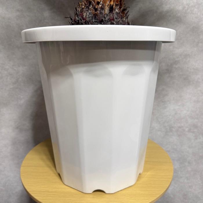 現品 観葉植物 ソテツ 蘇鉄 10号鉢苗 大型種類 庭木 風水 地植え