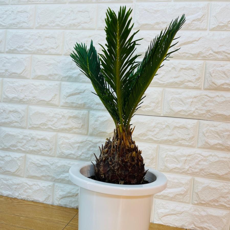 ソテツ 蘇鉄 6号鉢 庭木 記念樹 シンボルツリー 観葉植物 地植え 風水 敬老の日 鉢植え 南国 苗 プレゼントギフト 記念日 Sotetsu 6 ミドリスークラピアと雑草対策ー 通販 Yahoo ショッピング