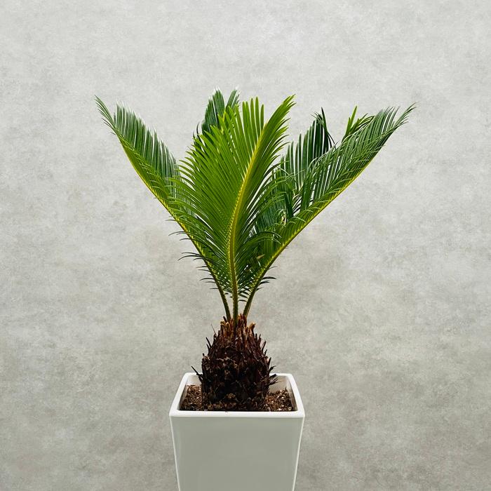 観葉植物 ソテツ 蘇鉄 6号スクエア鉢苗 大型種類 室内 庭木 風水 地