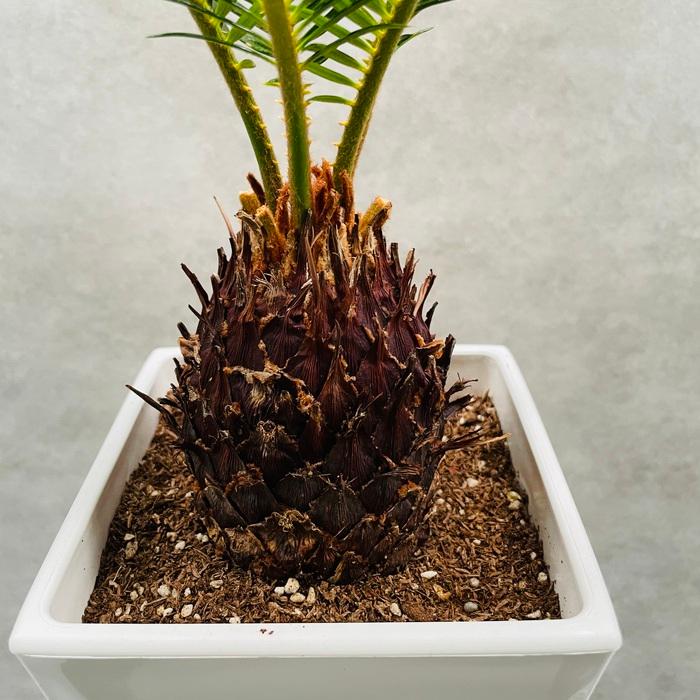 観葉植物 ソテツ 蘇鉄 6号スクエア鉢苗 大型種類 室内 庭木 風水 地