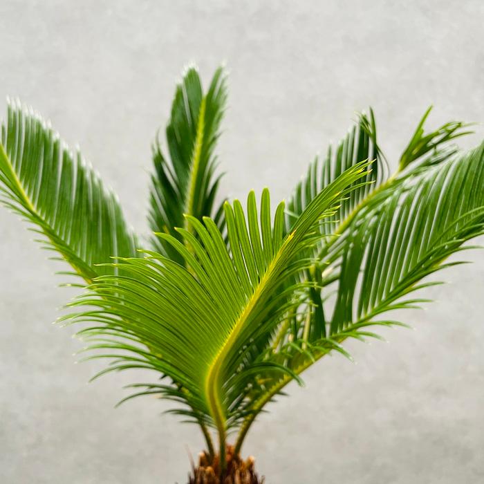 観葉植物 ソテツ 蘇鉄 6号スクエア鉢苗 大型種類 室内 庭木 風水 地植え おしゃれな室内インテリア 初心者におすすめ 和風 |  | 04