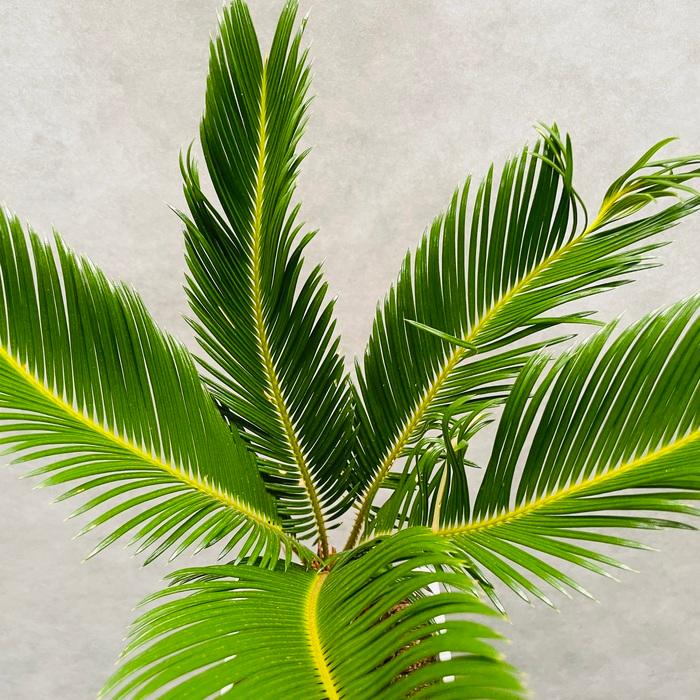 観葉植物 ソテツ 蘇鉄 6号スクエア鉢苗 大型種類 室内 庭木 風水 地