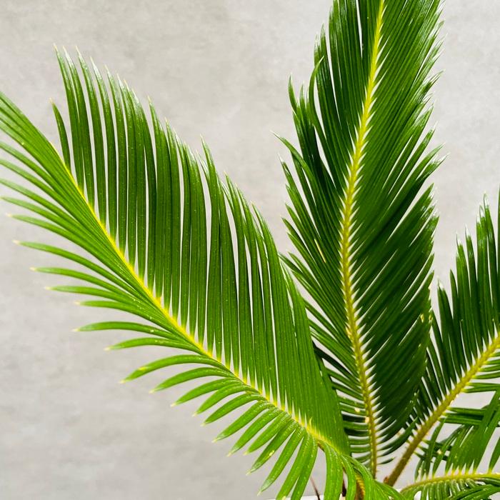 観葉植物 ソテツ 蘇鉄 6号スクエア鉢苗 大型種類 室内 庭木 風水 地植え おしゃれな室内インテリア 初心者におすすめ 和風 |  | 06