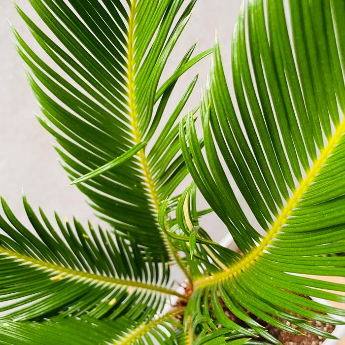 観葉植物 ソテツ 蘇鉄 6号スクエア鉢苗 大型種類 室内 庭木 風水 地植え おしゃれな室内インテリア 初心者におすすめ 和風 |  | 07