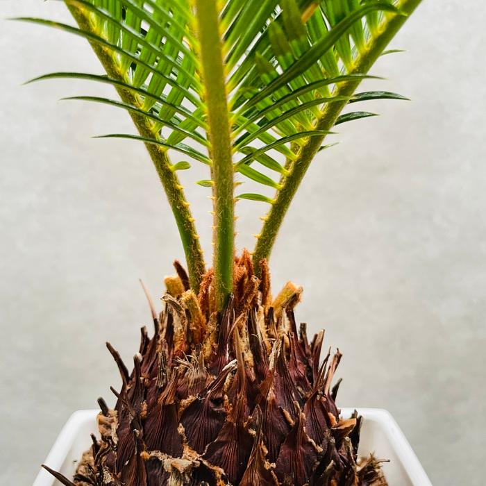 観葉植物 ソテツ 蘇鉄 6号スクエア鉢苗 大型種類 室内 庭木 風水 地