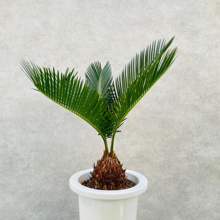 観葉植物 ソテツ 蘇鉄 7号鉢苗 大型種類 庭木 風水 地植え 観葉植物 ソテツ 蘇鉄 7号鉢苗 大型種類 庭木 風水 地植え