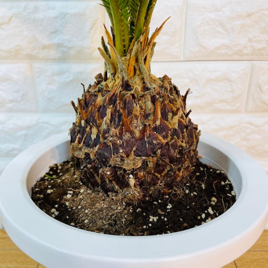 市場 送料込み ６号鉢のソテツ 乾燥に強い植物丈夫な観葉植物