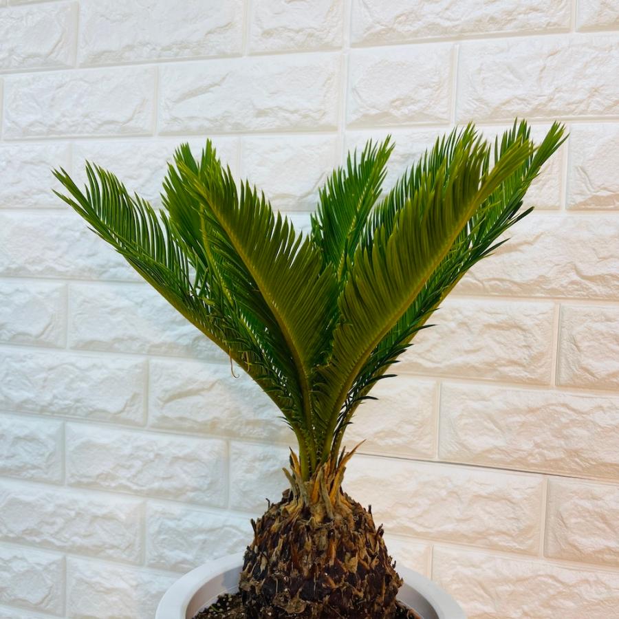 ソテツ 蘇鉄 6号鉢 シンボルツリー プランター プレゼントギフト 南国 地植え 庭木 苗 観葉植物 記念日 記念樹 鉢植え 風水 78 Off 6号鉢