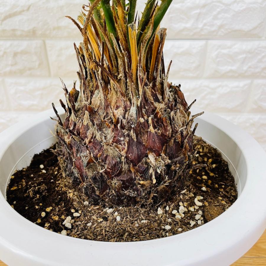 ソテツ 蘇鉄 6号鉢 シンボルツリー プランター プレゼントギフト 南国 地植え 庭木 苗 観葉植物 記念日 記念樹 鉢植え 風水 素敵でユニークな 6号鉢