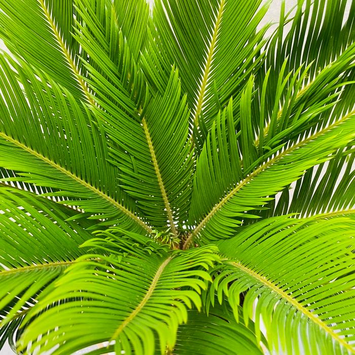 観葉植物 ソテツ 蘇鉄 8号鉢苗 大型種類 庭木 風水 地植え 観葉植物 ソテツ 蘇鉄 8号鉢苗 大型種類 庭木 風水 地植え
