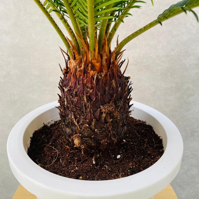 観葉植物 ソテツ 蘇鉄 8号鉢苗 大型種類 庭木 風水 地植え 観葉植物 ソテツ 蘇鉄 8号鉢苗 大型種類 庭木 風水 地植え