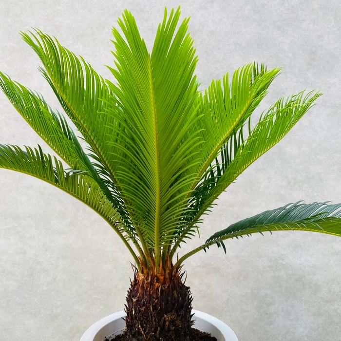 観葉植物 ソテツ 蘇鉄 8号鉢苗 大型種類 庭木 風水 地植え 観葉植物 ソテツ 蘇鉄 8号鉢苗 大型種類 庭木 風水 地植え