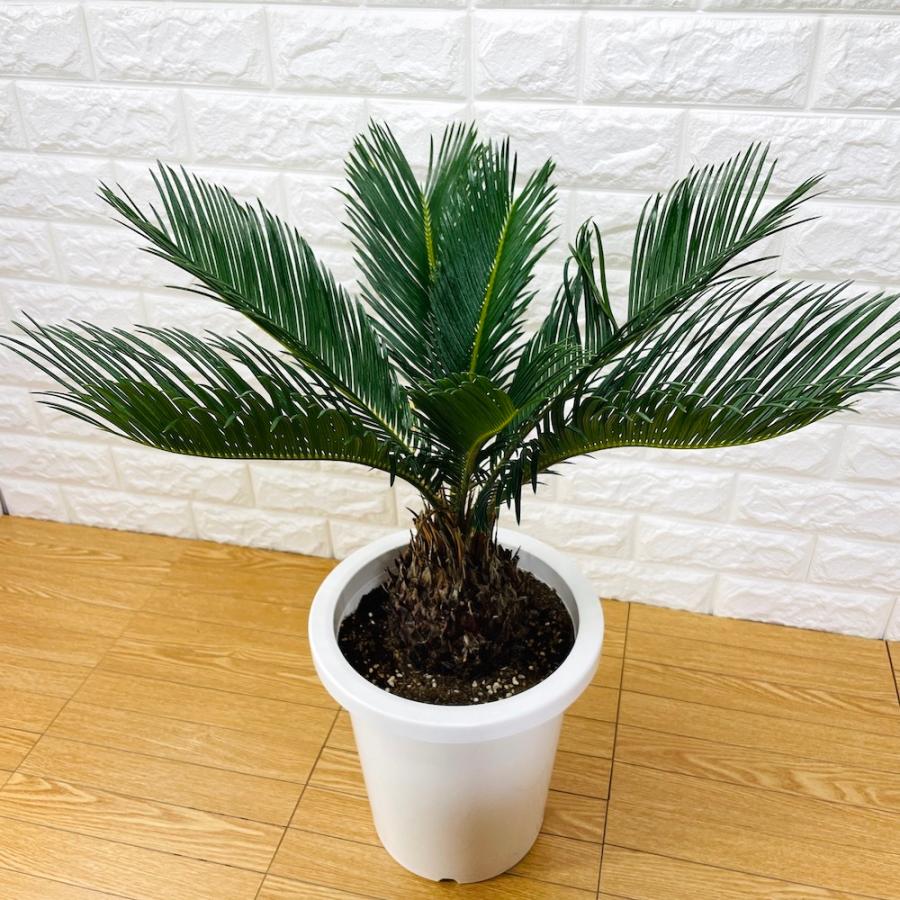 ソテツ 蘇鉄 8号鉢 庭木 記念樹 シンボルツリー 観葉植物 地植え 風水 敬老の日 鉢植え 南国 苗 プレゼントギフト 記念日 Sotetsu 8 ミドリスークラピアと雑草対策ー 通販 Yahoo ショッピング