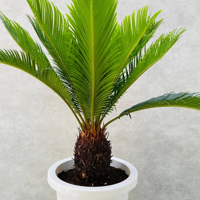 観葉植物 ソテツ 蘇鉄 8号鉢苗 大型種類 庭木 風水 地植え 観葉植物 ソテツ 蘇鉄 8号鉢苗 大型種類 庭木 風水 地植え