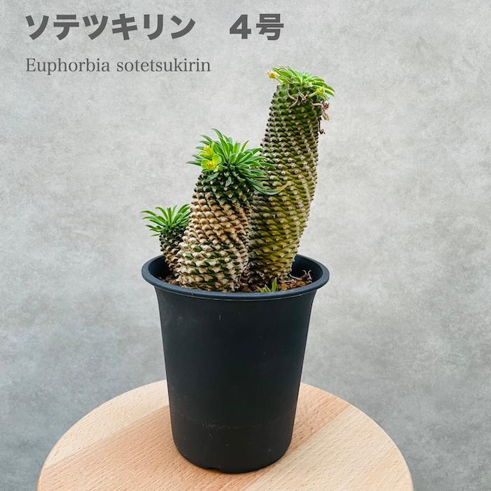 おすすめ！ソテツ　蘇鉄　群落株　10号輪鉢 おすすめ！ソテツ 蘇鉄 群落株 10号輪鉢 その他観葉植物