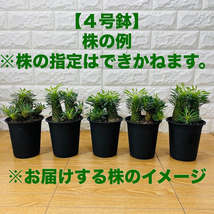 観葉植物 ユーフォルビア ソテツキリン 4号鉢 パイナップルコーン 蘇鉄麒麟 多肉植物 おしゃれな室内インテリア プレゼントギフト｜midoris｜02