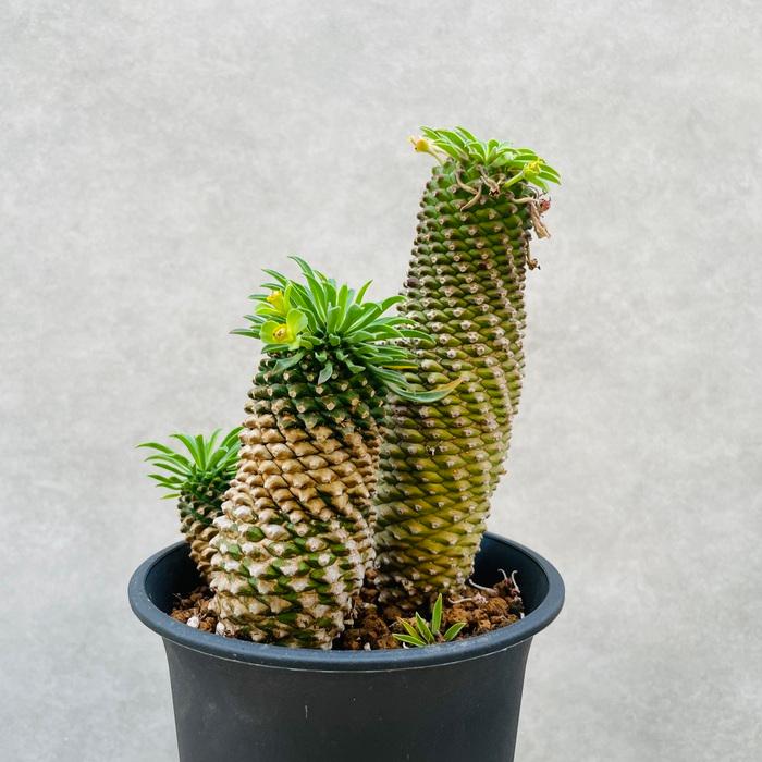 観葉植物 ユーフォルビア ソテツキリン 4号鉢苗 パイナップル 観葉植物 ユーフォルビア ソテツキリン 4号鉢苗 パイナップル