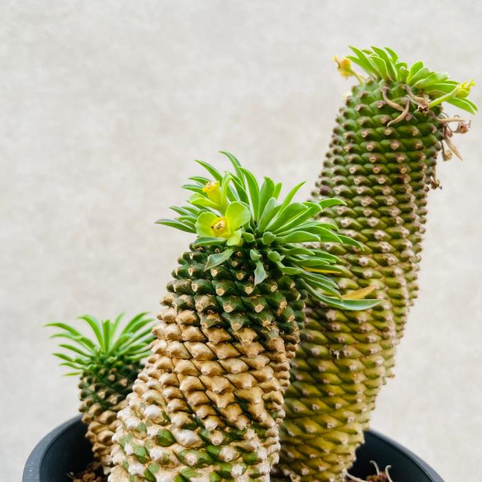 観葉植物 ユーフォルビア ソテツキリン 4号鉢苗 パイナップルコーン