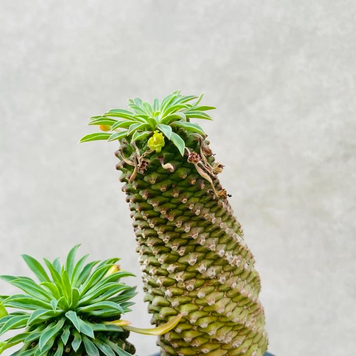 観葉植物 ユーフォルビア ソテツキリン 4号鉢苗 パイナップルコーン
