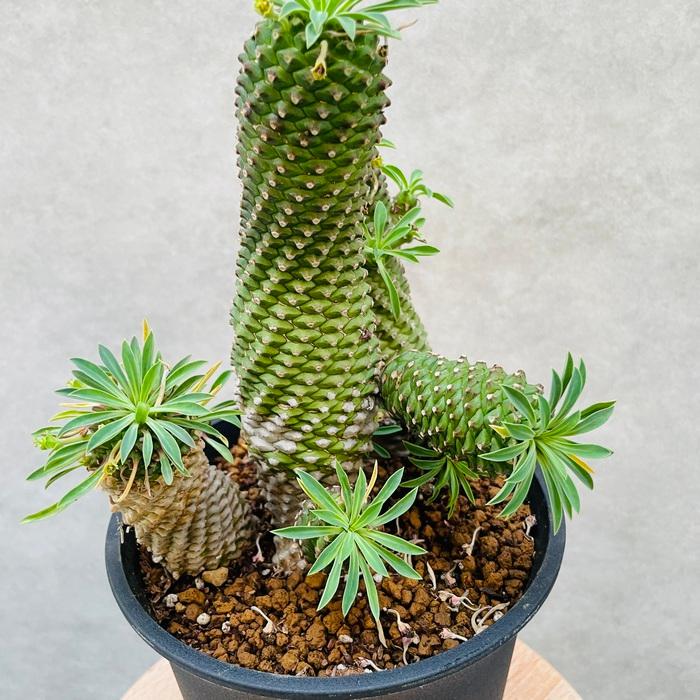 観葉植物 ユーフォルビア ソテツキリン 5号鉢苗 パイナップルコーン