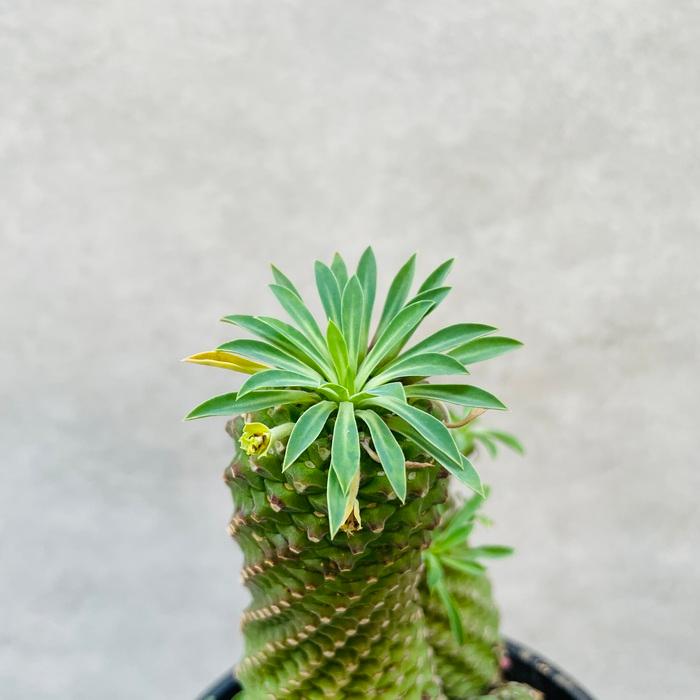 観葉植物 ユーフォルビア ソテツキリン 5号鉢苗 パイナップル 観葉植物 ユーフォルビア ソテツキリン 5号鉢苗 パイナップル