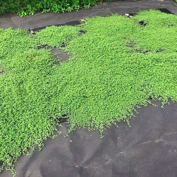 レビュー特典あり すくすくシート35平米とJピン350本セット 1m×35m 完全植栽マニュアル付き クラピア 芝桜 |  | 02