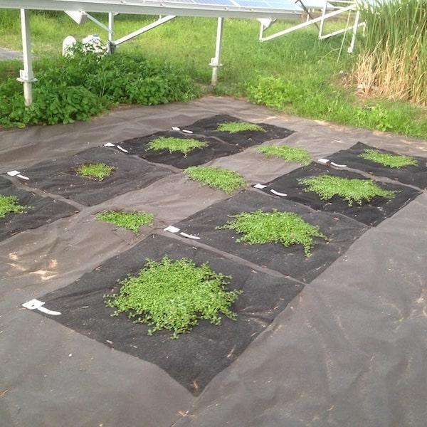 レビュー特典あり すくすくシート35平米 １m×35m 完全植栽マニュアル付き クラピア 芝桜 マルチング |  | 01