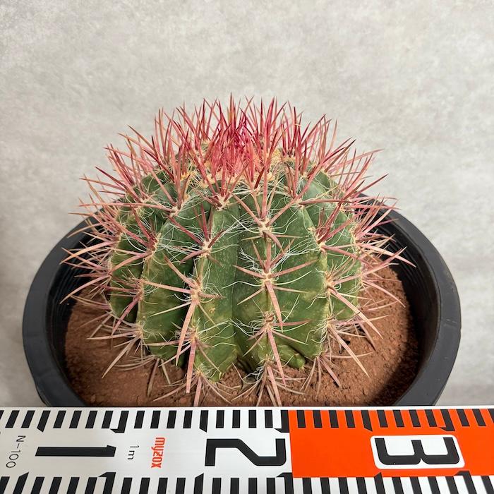 サボテン赤鳳 12号鉢 大型 特大サイズ フェロカクタススタイネシー