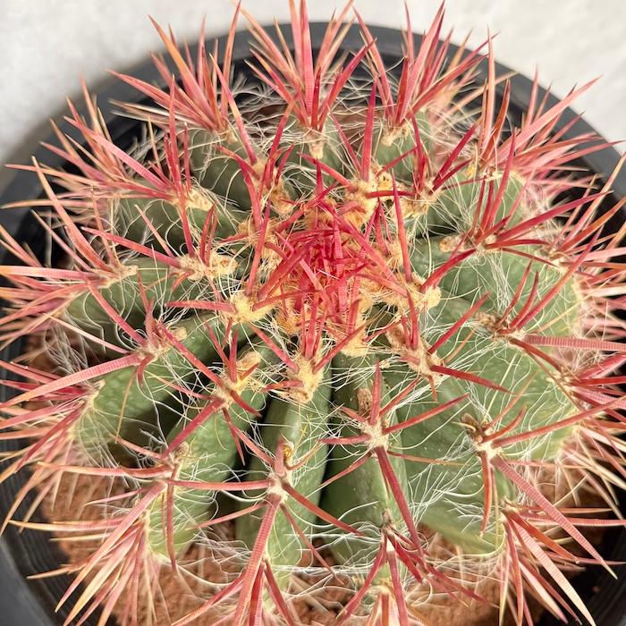 サボテン赤鳳 12号鉢 大型 特大サイズ フェロカクタススタイネシー