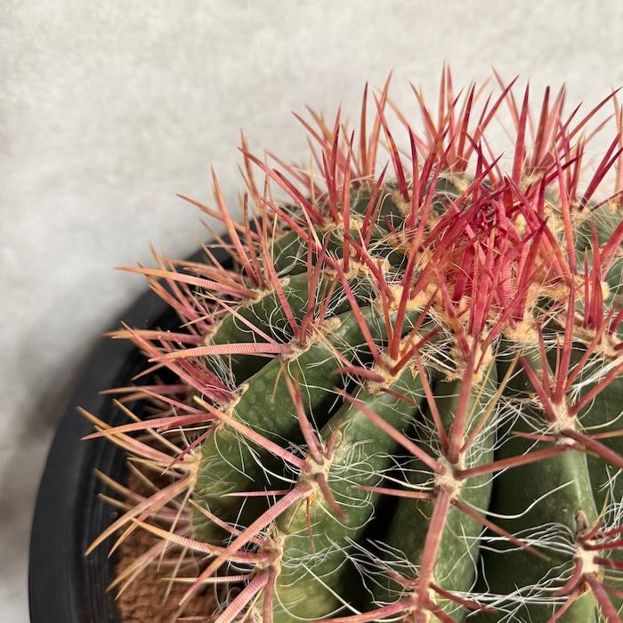 サボテン赤鳳 12号鉢 大型 特大サイズ フェロカクタススタイネシー