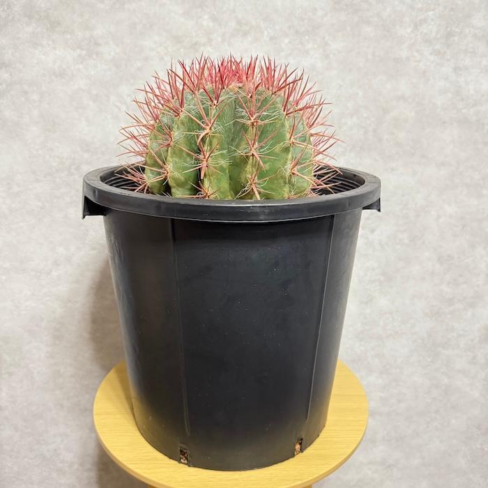 サボテン赤鳳 12号鉢 大型 特大サイズ フェロカクタススタイネシー