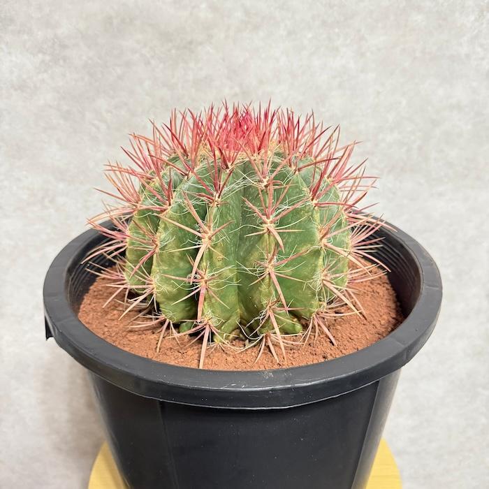 極上　赤鳳サボテン 12号鉢 サボテン赤鳳 12号鉢 大型 特大サイズ フェロカクタススタイネシー