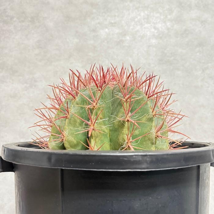 サボテン赤鳳 12号鉢 大型 特大サイズ フェロカクタススタイネシー