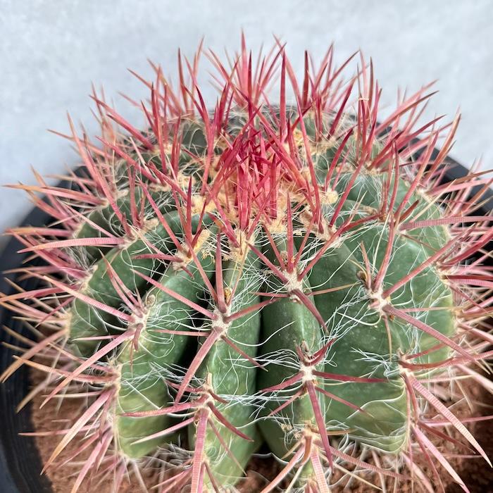 特特大　特大サイズ　フェロカクタス　赤鳳　12号 サボテン赤鳳 12号鉢 大型 特大サイズ フェロカクタススタイネシー
