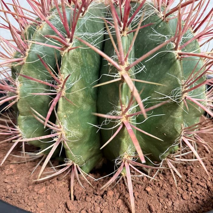 サボテン赤鳳 12号鉢 大型 特大サイズ フェロカクタススタイネシー