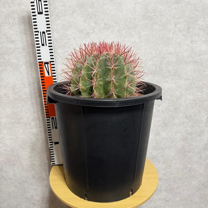 極上　赤鳳サボテン 12号鉢 サボテン赤鳳 12号鉢 大型 特大サイズ フェロカクタススタイネシー