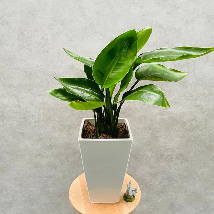 観葉植物 ストレリチア オーガスタ 天国の白い鳥 6号鉢苗 スクエア鉢