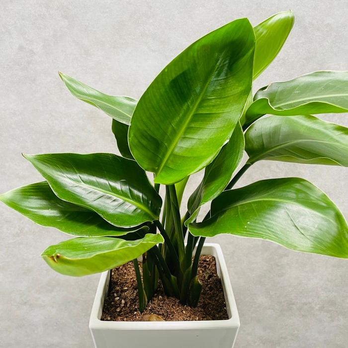 観葉植物 ストレリチア オーガスタ 天国の白い鳥 6号鉢苗 スクエア鉢